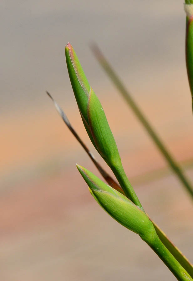 Изображение особи Dietes bicolor.