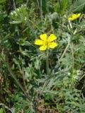 Potentilla argentea