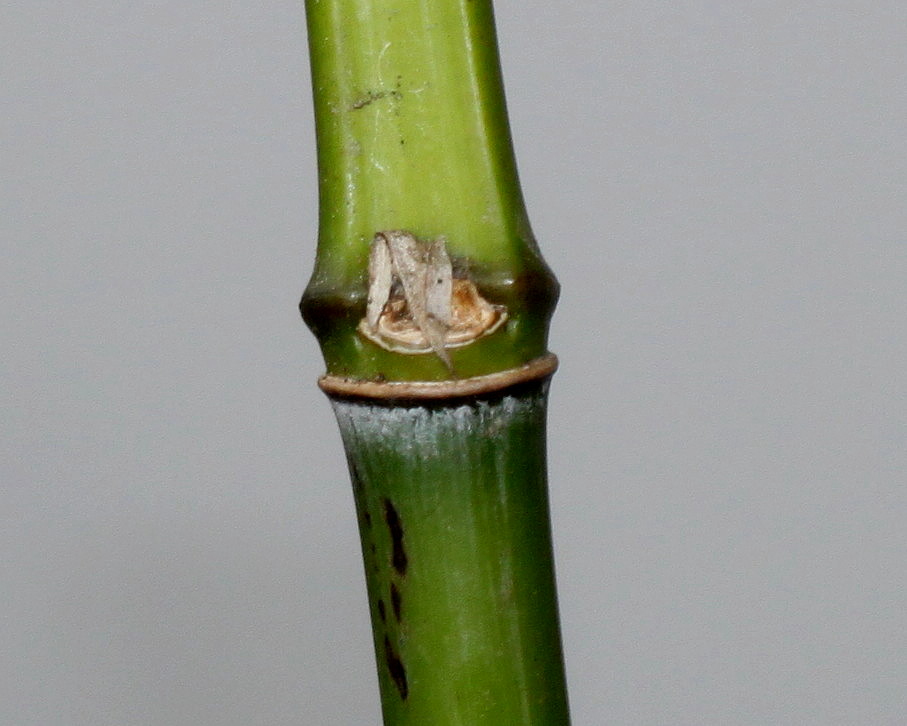 Image of genus Phyllostachys specimen.