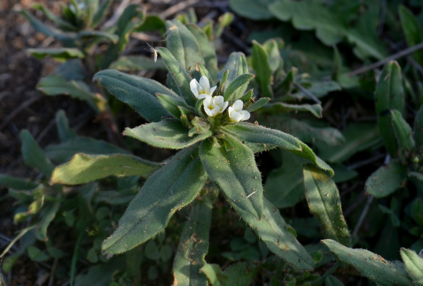 Изображение особи Buglossoides rochelii.