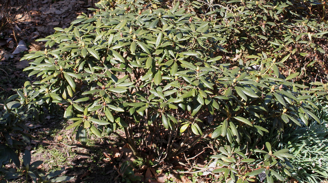 Image of Rhododendron yakushimanum specimen.