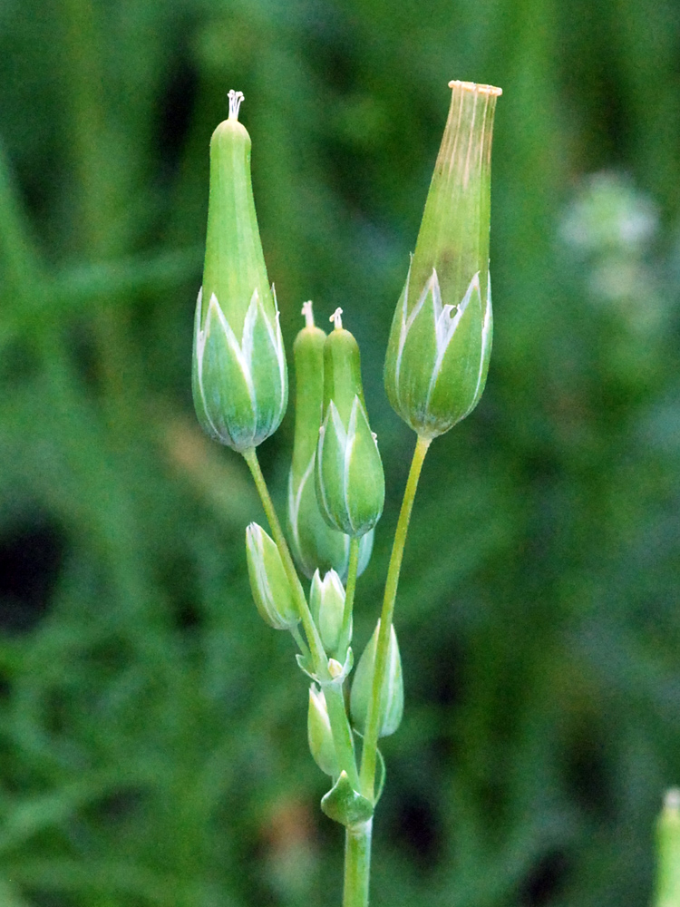 Image of Cerastium perfoliatum specimen.