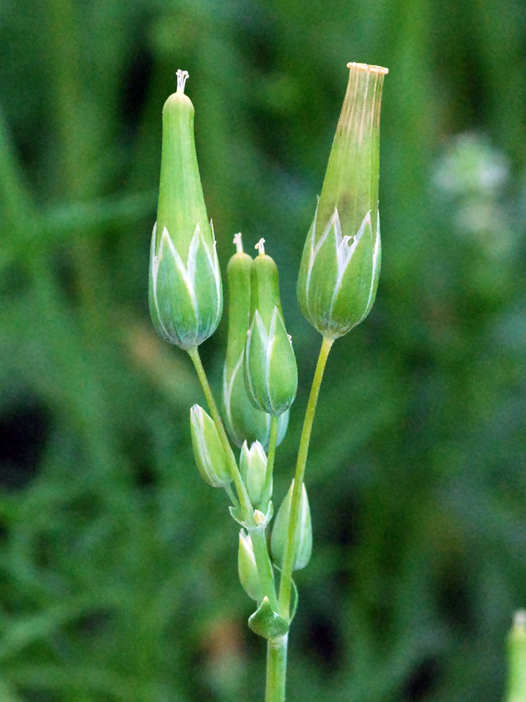 Изображение особи Cerastium perfoliatum.