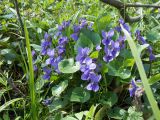 Viola odorata