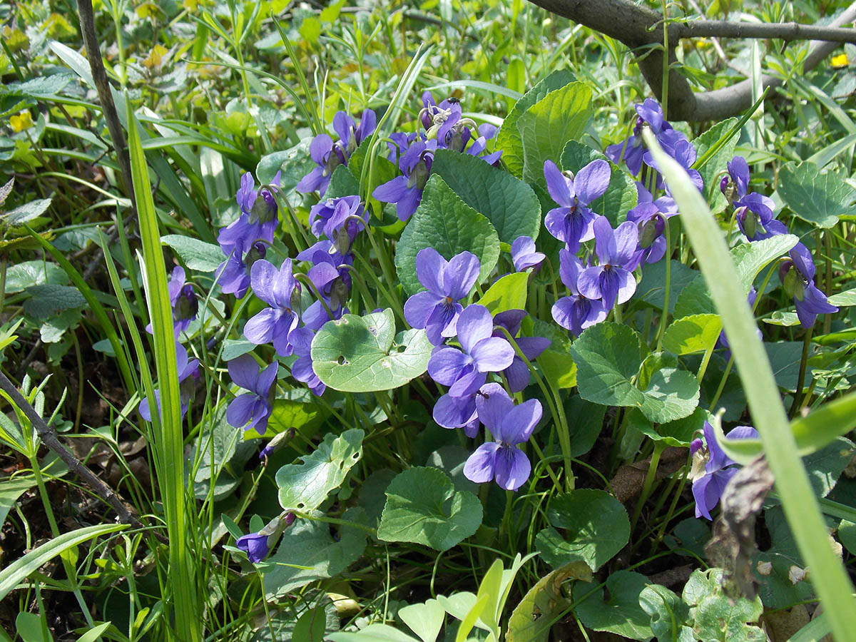 Image of Viola odorata specimen.