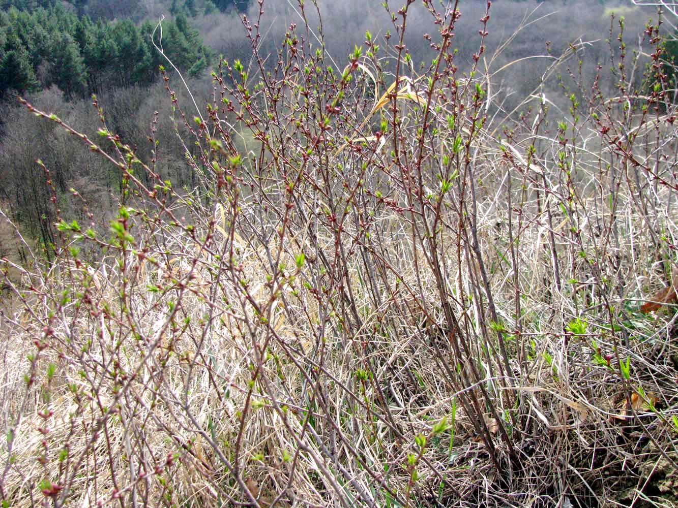 Изображение особи Amygdalus nana.