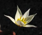 Image of taxon representative. Author is Юрий Пирогов