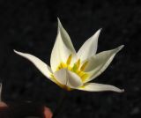 Tulipa bifloriformis. Цветок. Москва, в культуре из Каратау, каньон р. Арыстанды. 08.05.2013.