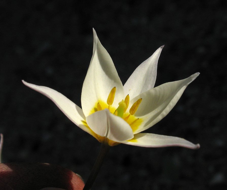Image of Tulipa bifloriformis specimen.