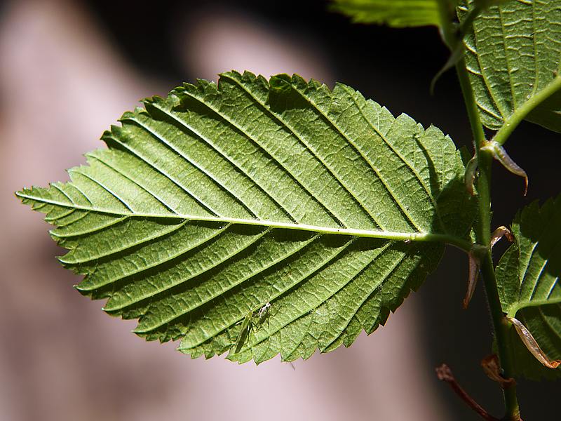 Image of Ulmus laevis specimen.