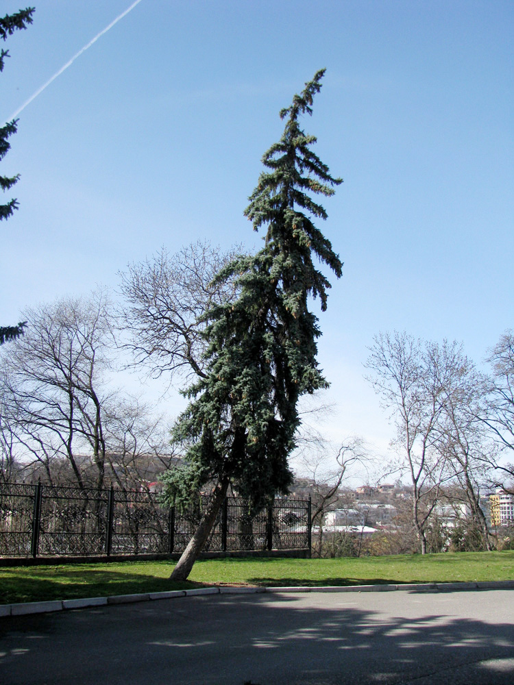 Image of Picea pungens specimen.