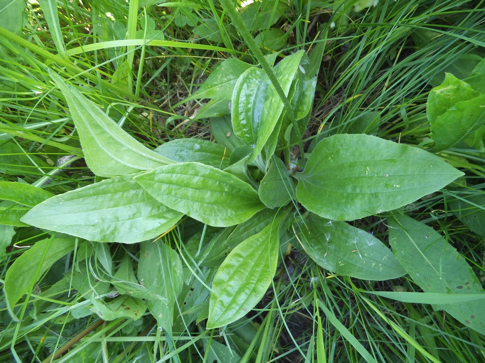 Изображение особи Plantago media.