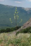 Silene densiflora. Цветущее растение. Крым, Южный склон Демерджи. 7 июня 2013 г.