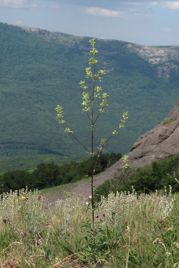 Image of Silene densiflora specimen.