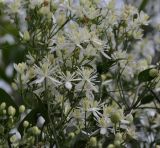 Clematis flammula