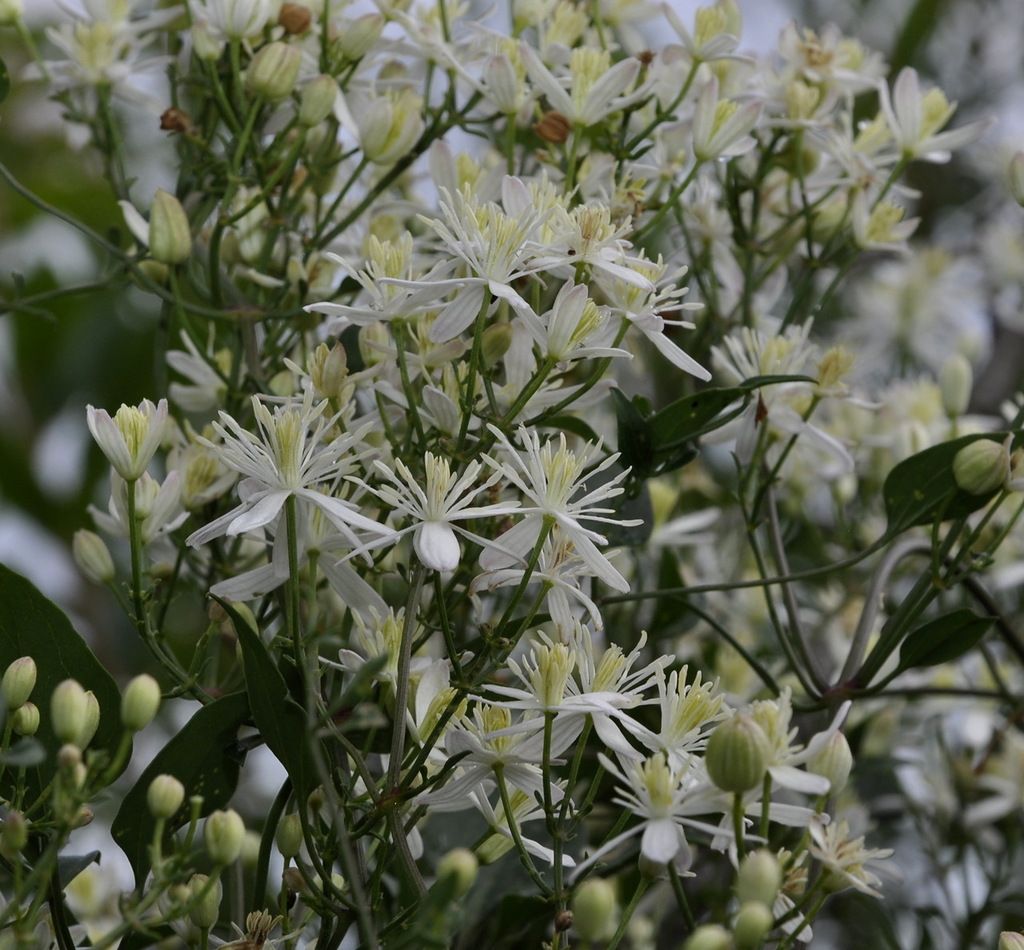 Image of Clematis flammula specimen.