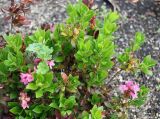 Rhododendron hirsutum