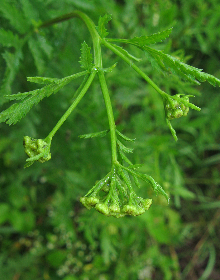 Image of Tanacetum vulgare specimen.