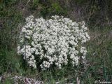 Crambe aspera