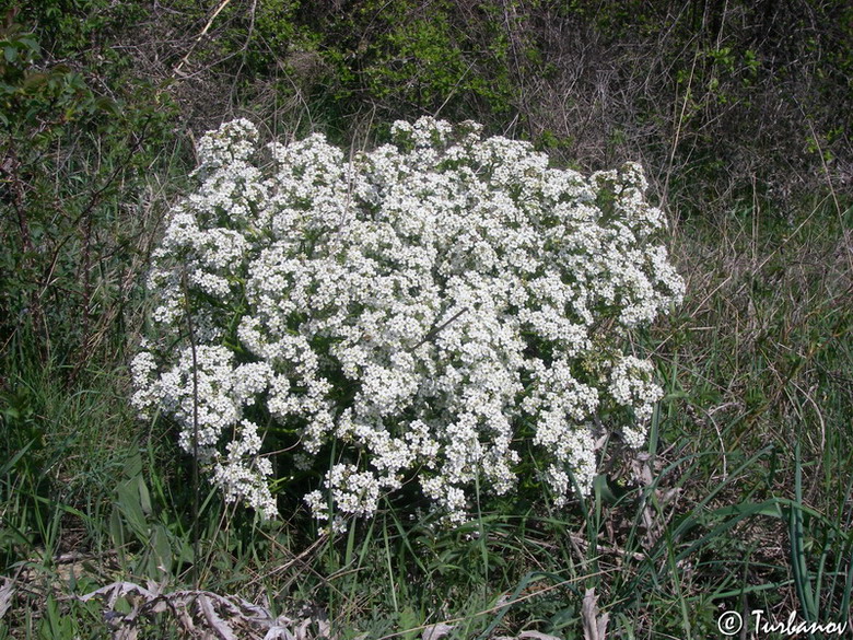 Image of Crambe aspera specimen.