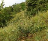 Cirsium ukranicum