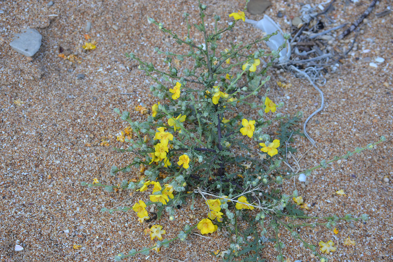 Изображение особи Verbascum pinnatifidum.