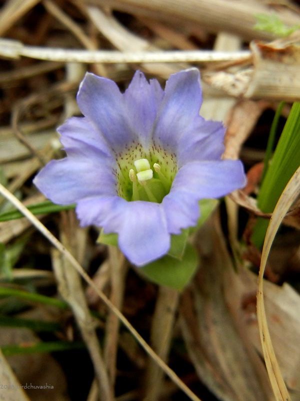 Изображение особи Gentiana zollingeri.