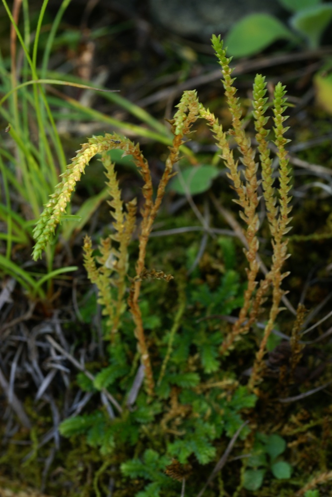Image of Selaginella helvetica specimen.