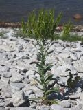 Isatis tinctoria