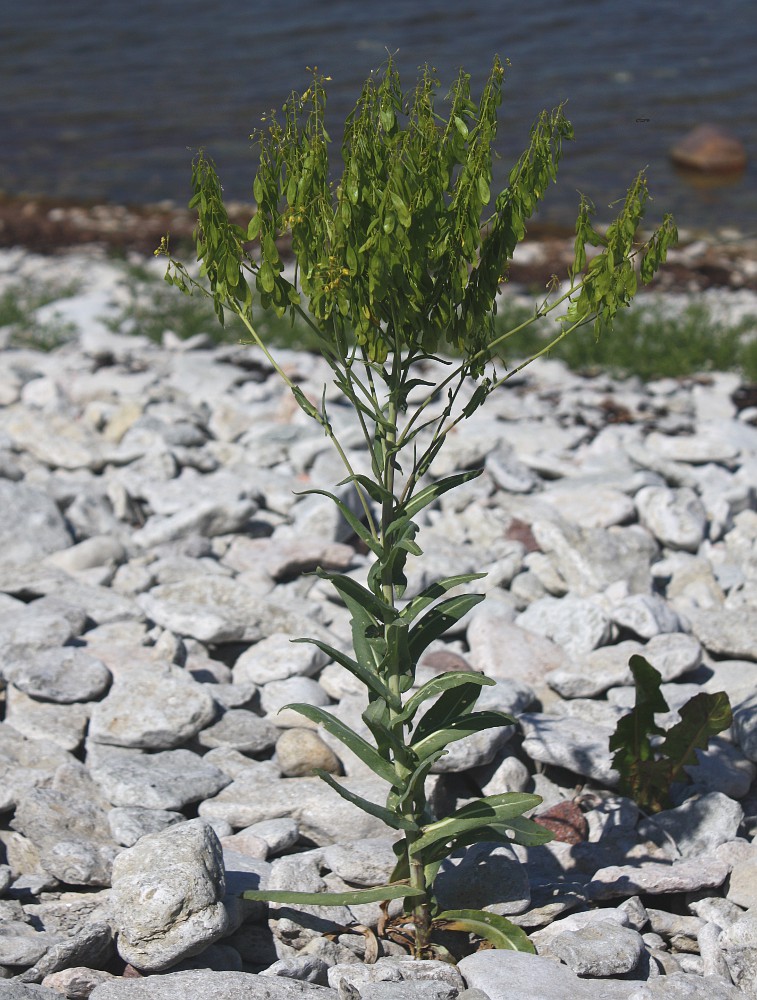 Изображение особи Isatis tinctoria.