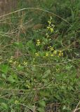 Bupleurum brachiatum