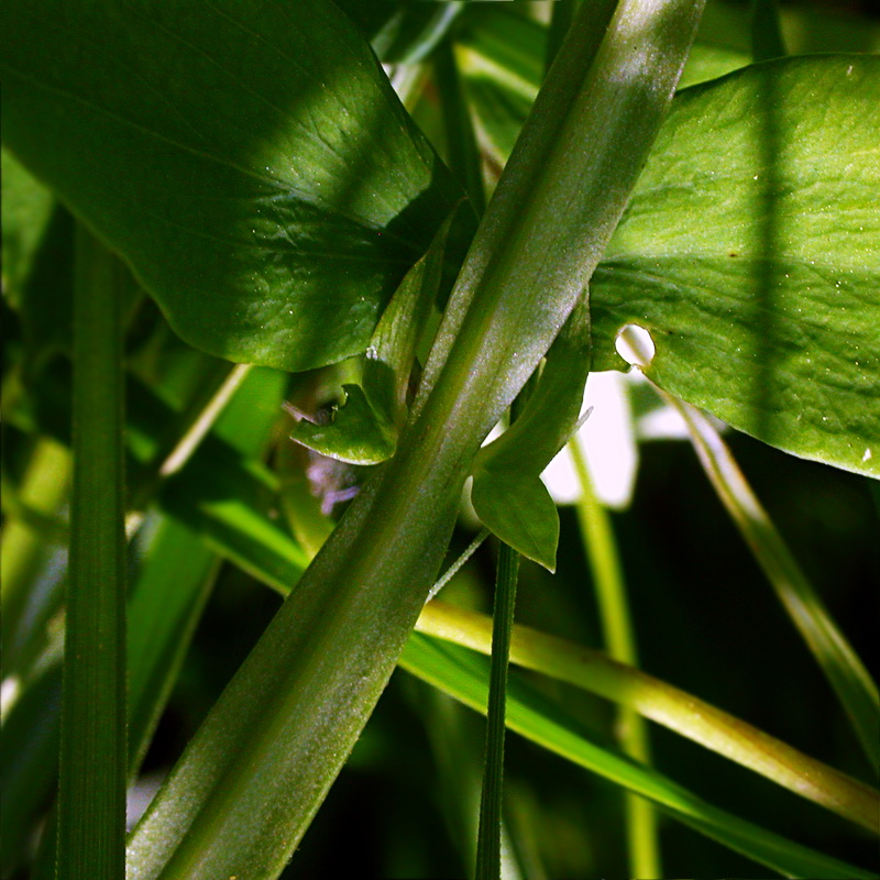 Image of Lathyrus incurvus specimen.