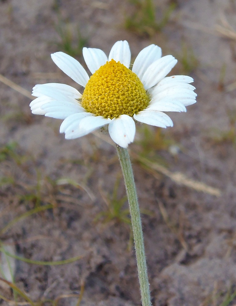 Изображение особи Anthemis ruthenica.