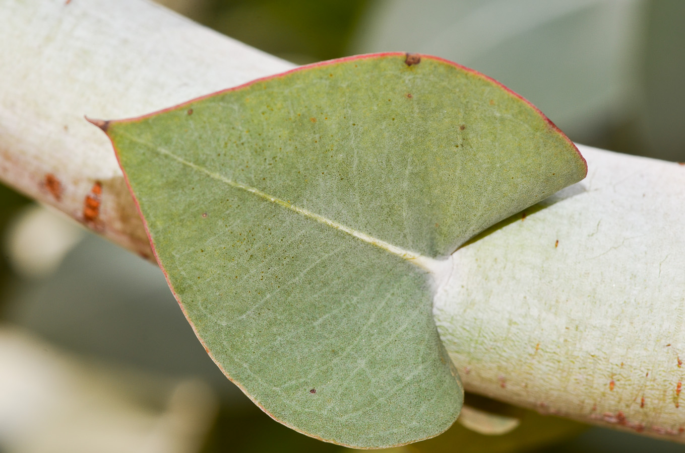 Изображение особи Eucalyptus cinerea.