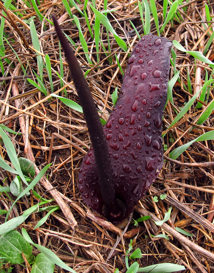 Image of Biarum pyrami specimen.