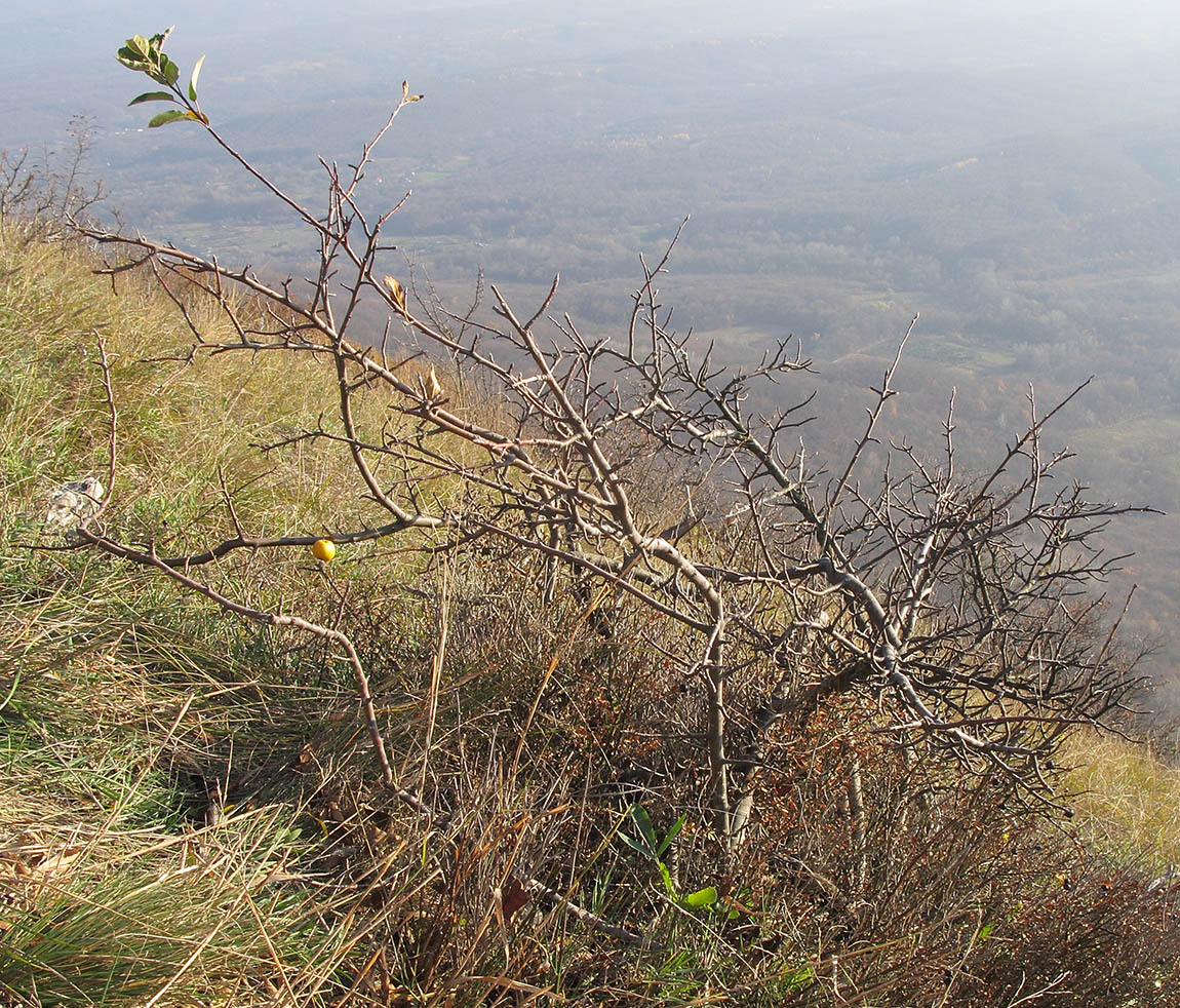 Изображение особи Malus orientalis.