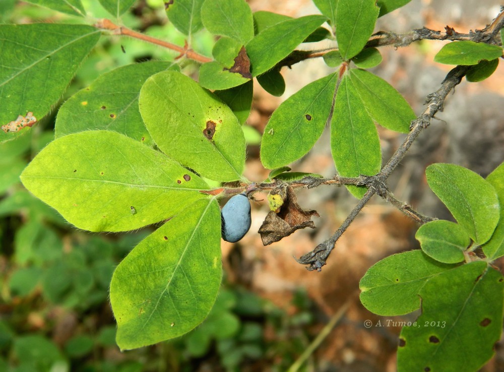 Изображение особи Lonicera pallasii.