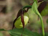 Cypripedium calceolus. Верхушка цветущего растения. Московская обл., Талдомский р-н, близ пгт Запрудня. 21.05.2010.