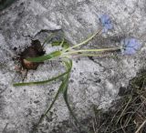 Bellevalia hyacinthoides. Выкопанное цветущее растение. Греция, Пиерия, окр. с. Литохоро (Λιτόχωρο). 27.02.2014.