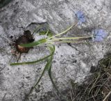 Bellevalia hyacinthoides