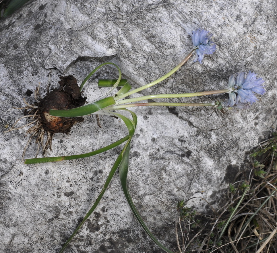 Изображение особи Bellevalia hyacinthoides.