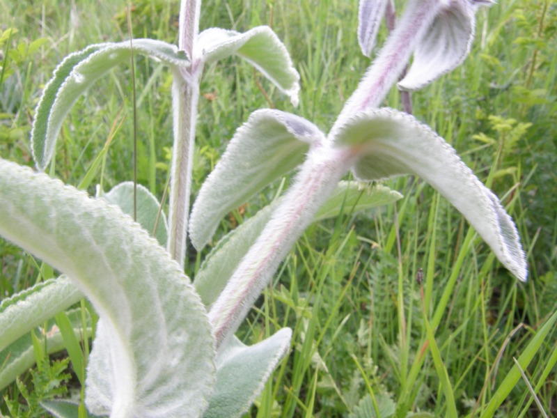 Image of Stachys germanica specimen.