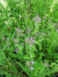 Clinopodium vulgare