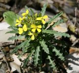 Erysimum callicarpum. Верхушка цветущего растения. Краснодарский край, г. Новороссийск, хр. Маркотх, горная степь. 13.04.2014.