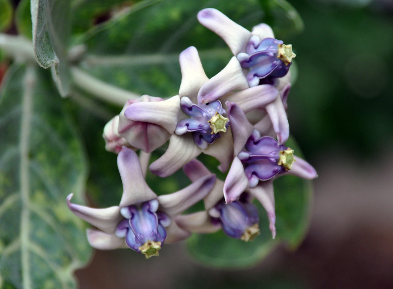 Изображение особи Calotropis gigantea.