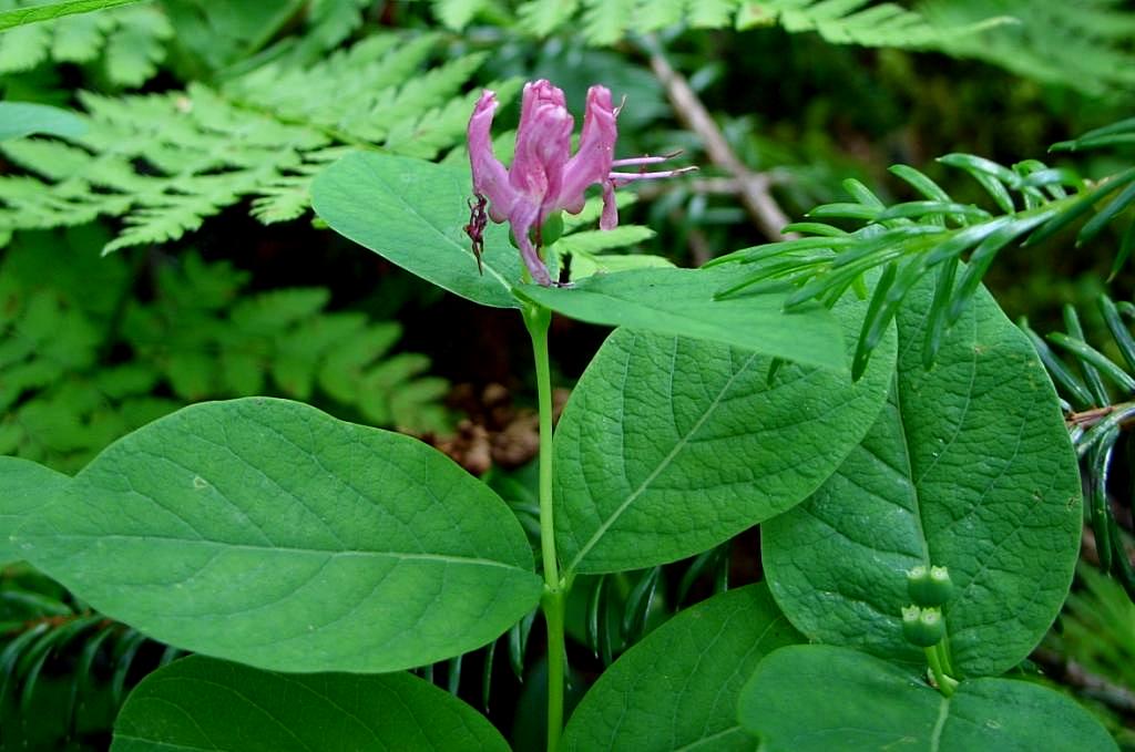 Изображение особи Lonicera chamissoi.