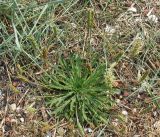 Plantago coronopus