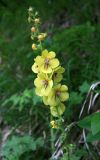 Verbascum spectabile