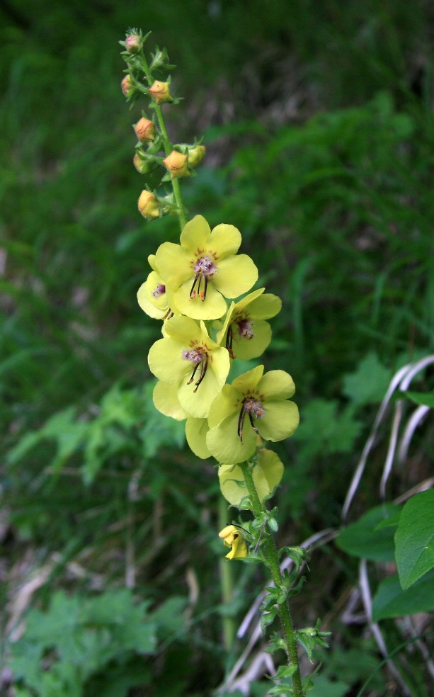 Изображение особи Verbascum spectabile.