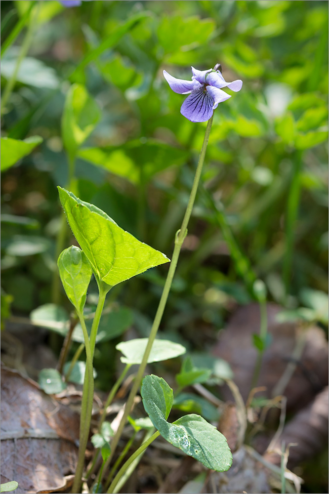 Image of Viola &times; ruprechtiana specimen.